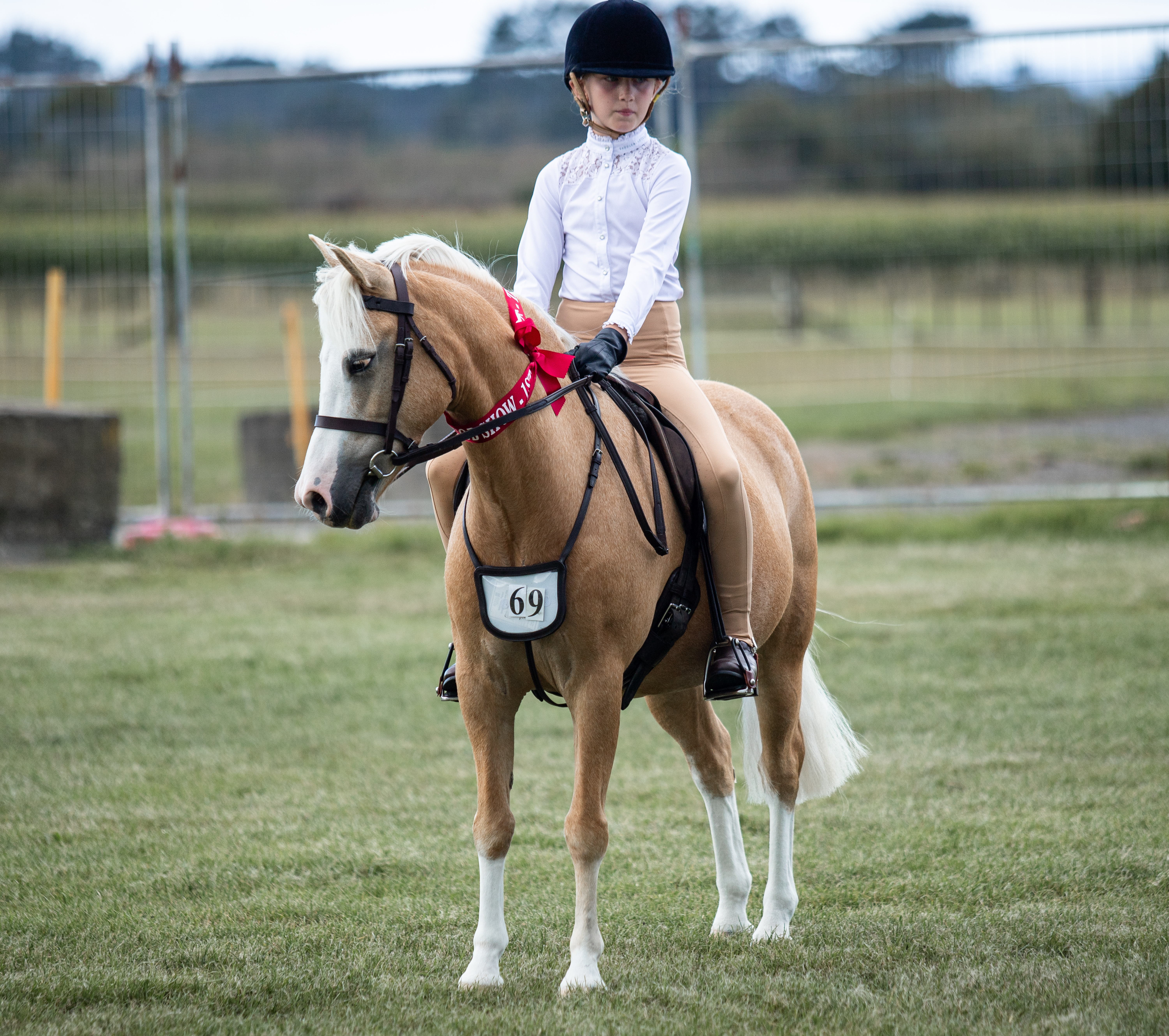 Taranaki All Welsh show