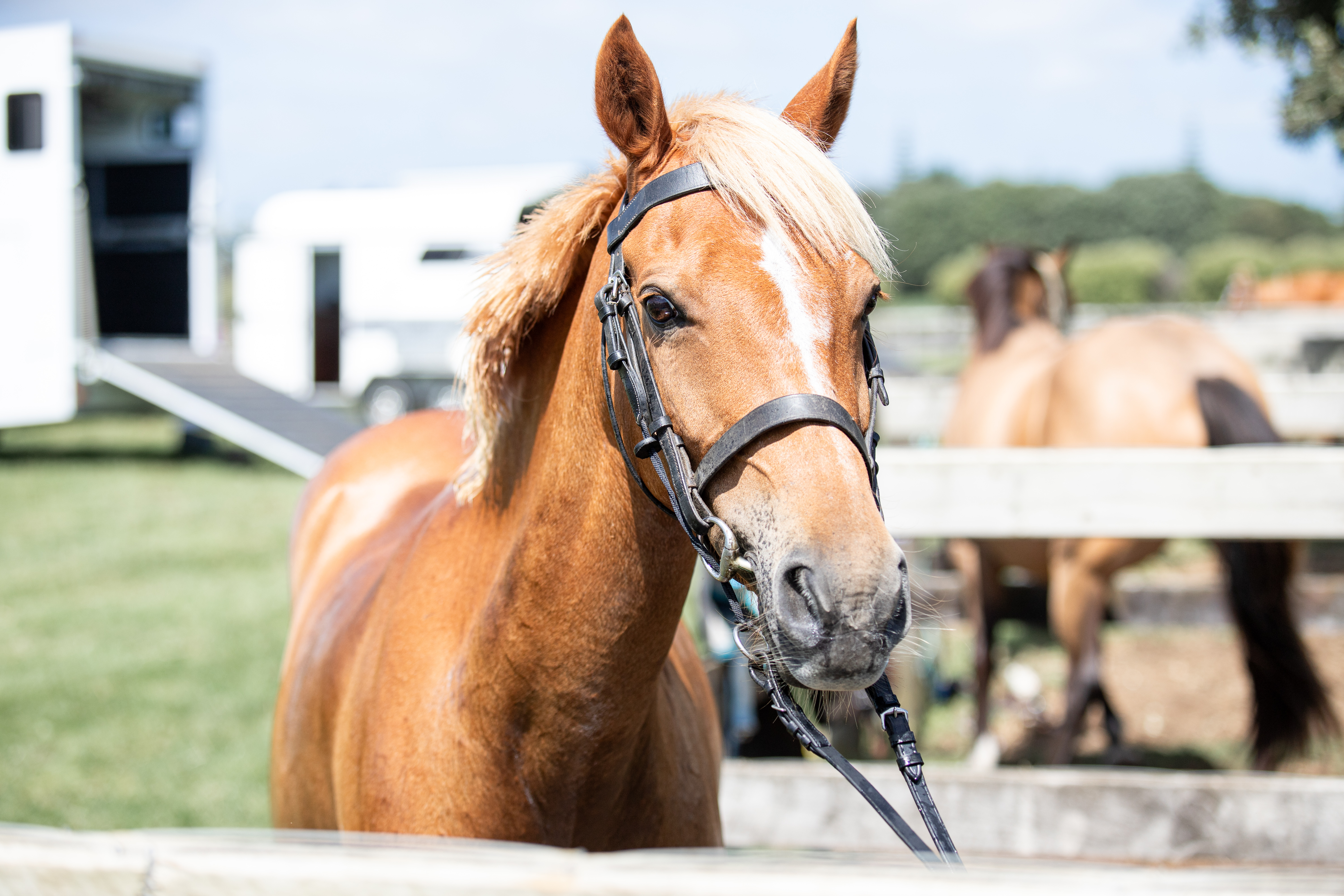 Waitara progressive day
