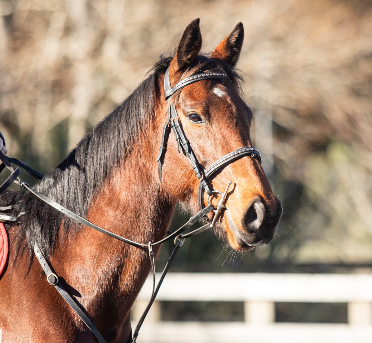 Equestrian events photo