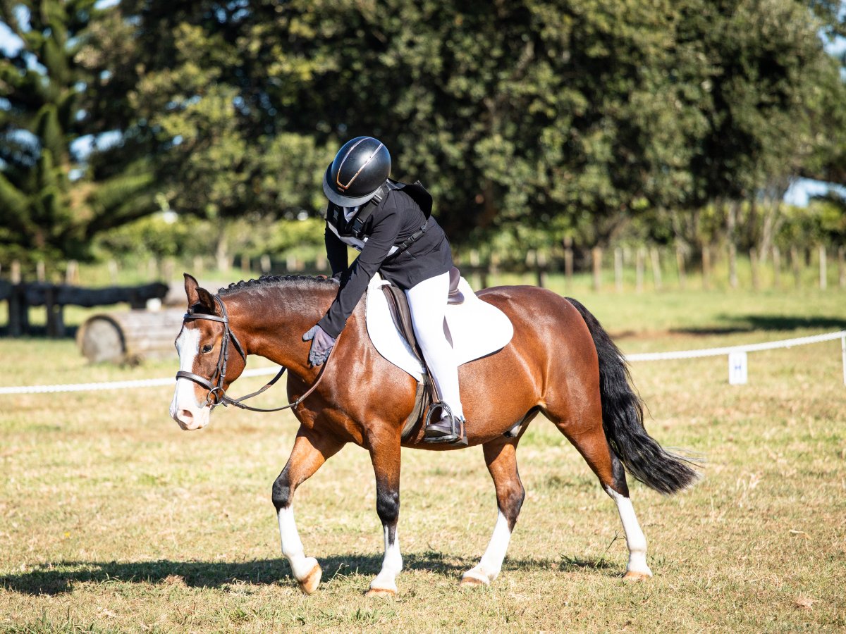 Equestrian events photo